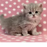 ミヌエット(長足)