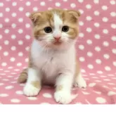 スコティッシュフォールド(折れ耳)