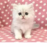 ペルシャ(チンチラ)