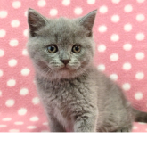 ブリティッシュショートヘア