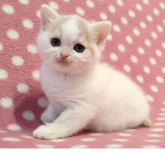 マンチカン(長足)