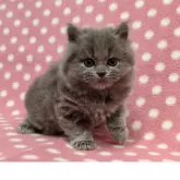 ブリティッシュショートヘア