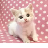 マンチカン(短足)【愛知県・女の子・2025年10月23日・クリームホワイト】の写真2