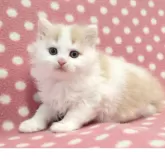 マンチカン(長足)【愛知県・男の子・2025年10月11日・クリームタビーホワイト】の写真2