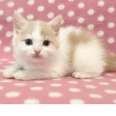 マンチカン(長足)【愛知県・男の子・2025年7月20日・クリームタビーホワイト】の写真2