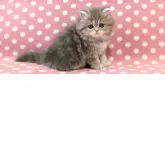 ミヌエット(長足)【愛知県・女の子・2025年5月15日・ブルーパッチドタビー】の写真2