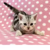 アメリカンショートヘア【愛知県・女の子・2025年9月11日・シルバータビー】の写真2