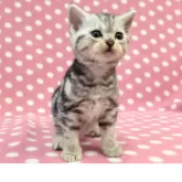 アメリカンショートヘア【愛知県・女の子・2025年9月11日・シルバータビー】の写真3