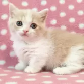 ミヌエット(短足)【愛知県・女の子・2025年6月13日・クリームタビーホワイト】の写真3