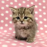 ミヌエット(短足)【愛知県・女の子・2025年1月29日・ブラウンマッカレルタビー】の写真3