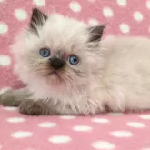 ヒマラヤン【愛知県・女の子・2024年12月19日・シールポイント】の写真3