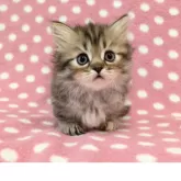 ミヌエット(短足)【愛知県・女の子・2025年3月7日・ブラウンパッチドタビー】の写真3