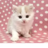 マンチカン(長足)【愛知県・男の子・2025年10月11日・クリームタビーホワイト】の写真3