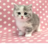 マンチカン(短足)【愛知県・女の子・2025年10月31日・ブルーパッチドタビーホワイト】の写真3