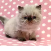 ヒマラヤン【愛知県・男の子・2025年10月19日・シールポイント】の写真3