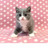 ブリティッシュショートヘア【愛知県・男の子・2025年3月12日・ブルーホワイト】の写真3