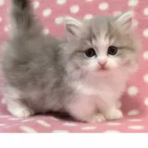 ミヌエット(短足)【愛知県・男の子・2025年11月18日・ブルーホワイト】の写真3