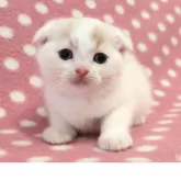 スコティッシュフォールド(折れ耳)【愛知県・男の子・2025年8月30日・クリームタビーホワイト】の写真3