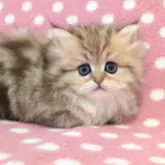 ペルシャ(チンチラ)【愛知県・女の子・2025年3月1日・チンチラゴールデン】の写真3