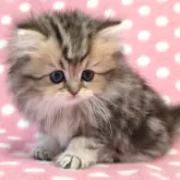 ペルシャ(チンチラ)【愛知県・女の子・2025年3月1日・シェーデッドゴールデン】の写真3