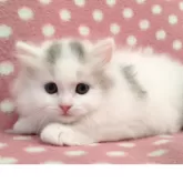 ミヌエット(長足)【愛知県・男の子・2025年9月3日・ブルーホワイト】の写真3