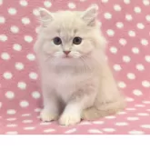 マンチカン(長足)【愛知県・女の子・2025年8月13日・クリーム】の写真4