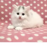 ミヌエット(長足)【愛知県・男の子・2025年9月3日・ブルーホワイト】の写真4