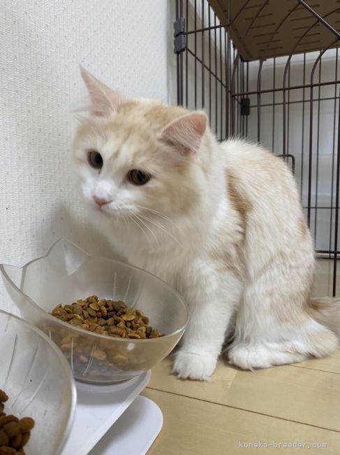 サイベリアン【・女の子・2021年2月22日・シェーデッドカメオ&amp;ホワイト】