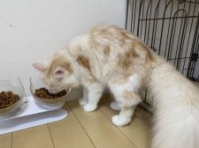 サイベリアン【・女の子・2021年2月22日・シェーデッドカメオ&ホワイト】