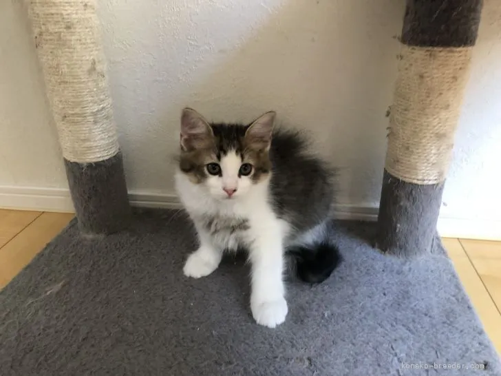 mso 様のお迎えした子猫