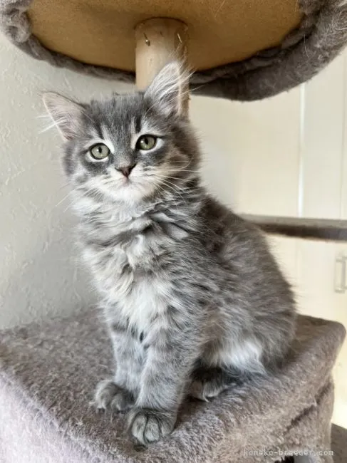 AS 様のお迎えした子猫