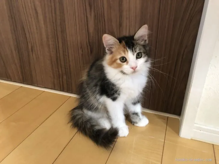 ID：1907-00445の子猫