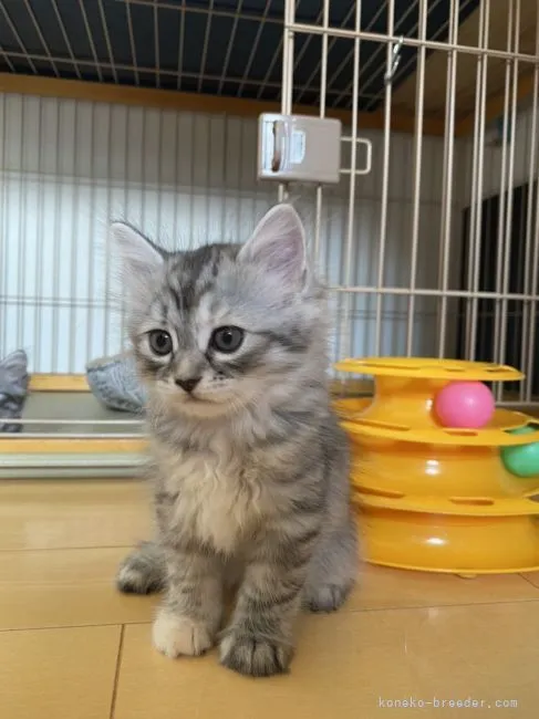 ID:2107-02290の子猫