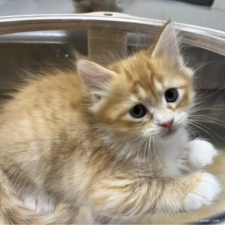 ID：2411-01867の子猫