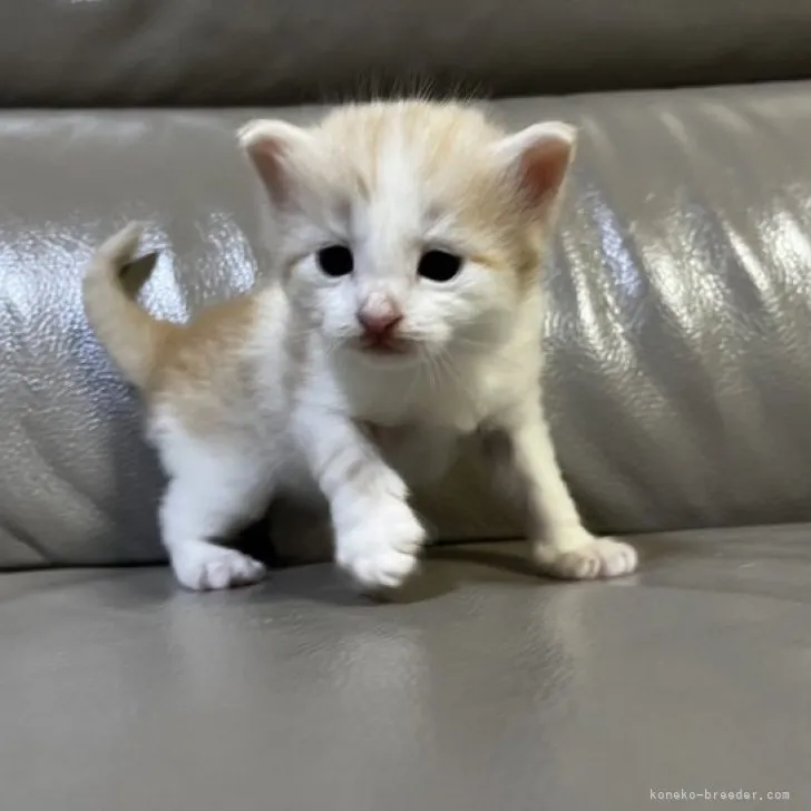 ID:2303-02943の子猫