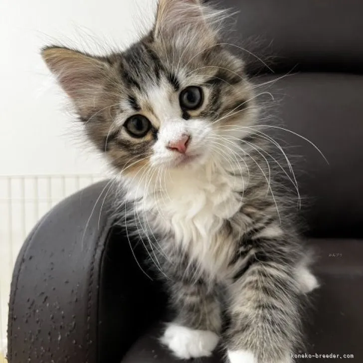 ID：2308-01942の子猫