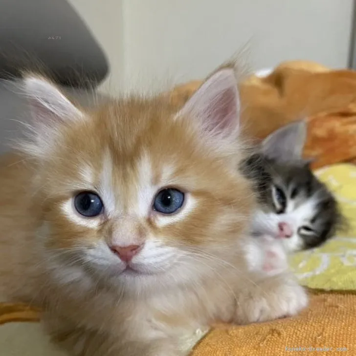 ID:2308-01943の子猫