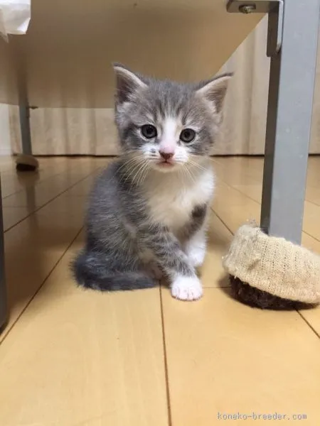 ID：1509-00004の子猫