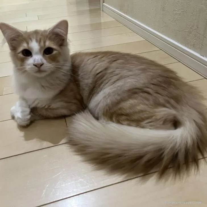 サイベリアン【兵庫県・男の子・2022年5月30日・レッド&amp;ホワイト】の写真1