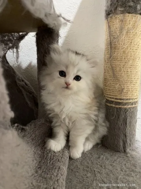 ID：2110-02365の子猫