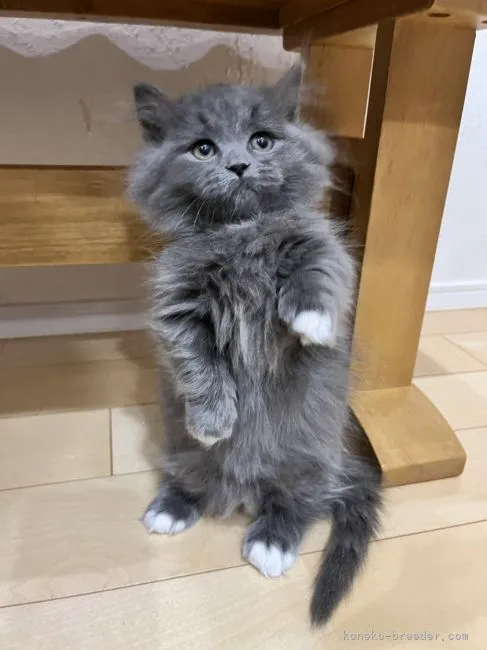 ID：2111-01472の子猫