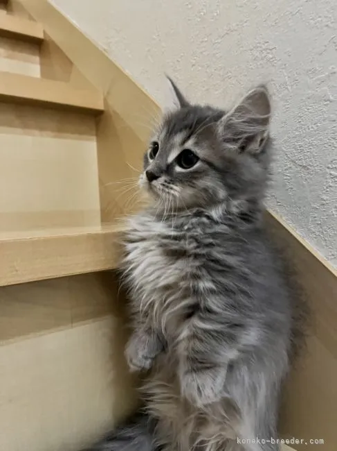 C.Y 様のお迎えした子猫