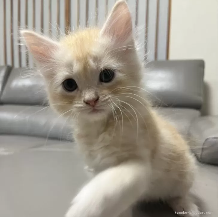 ID:2411-01868の子猫