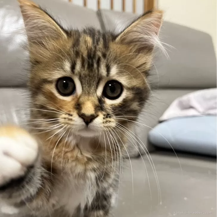 サイベリアン【兵庫県・女の子・2024年7月4日・トーティーシェル】の写真1