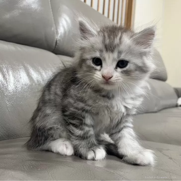 ID:2411-01774の子猫