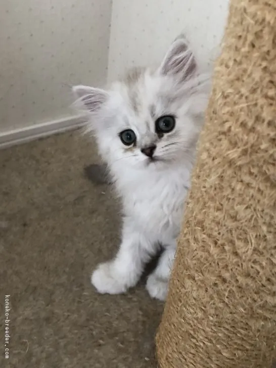 ID：1805-00628の子猫