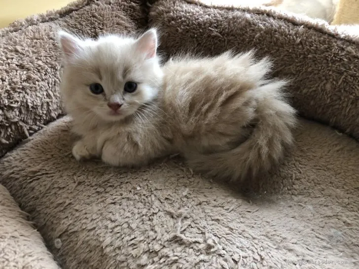 pon 様のお迎えした子猫