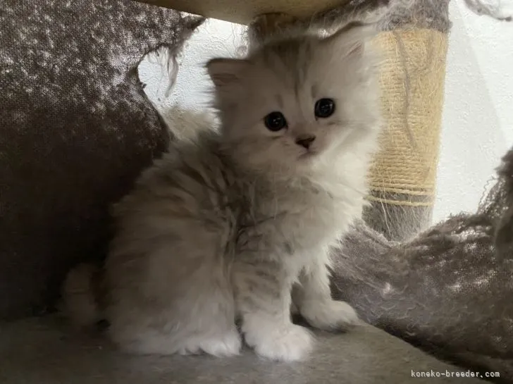 ID:2110-02363の子猫