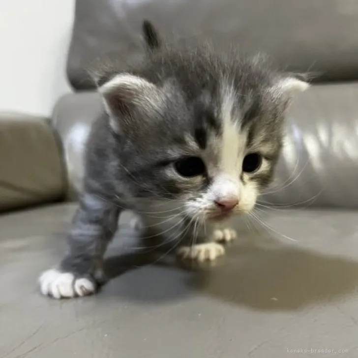 ID:2303-02942の子猫