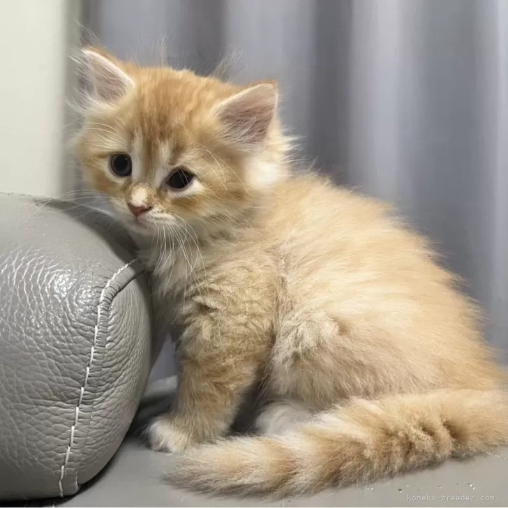 ID:2411-01777の子猫